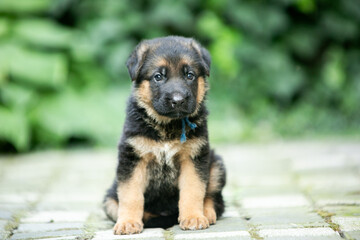 german shepherd puppy