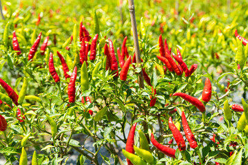 View of the facing heaven peppers growing on the field in Meinong, Kaohsiung, Taiwan.