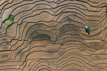 Aerial view of the surface texture of rice fields during planting time in a Bonjol village, Pasaman...