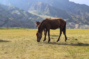 Obraz premium Herd of wild horses on the summer lawn 