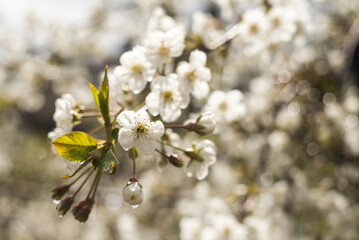 Spring blossoms