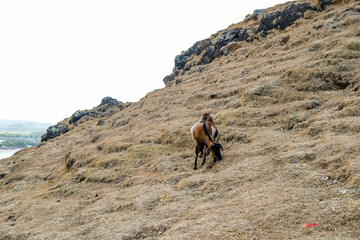 a goat is having difficulty finding food because of the dry season, goat on the hill, goat on the mountain, mountain goat