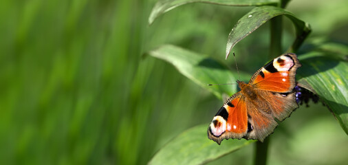 motyl rusałka pawik na kwiatch budleja dawida - obrazy, fototapety, plakaty