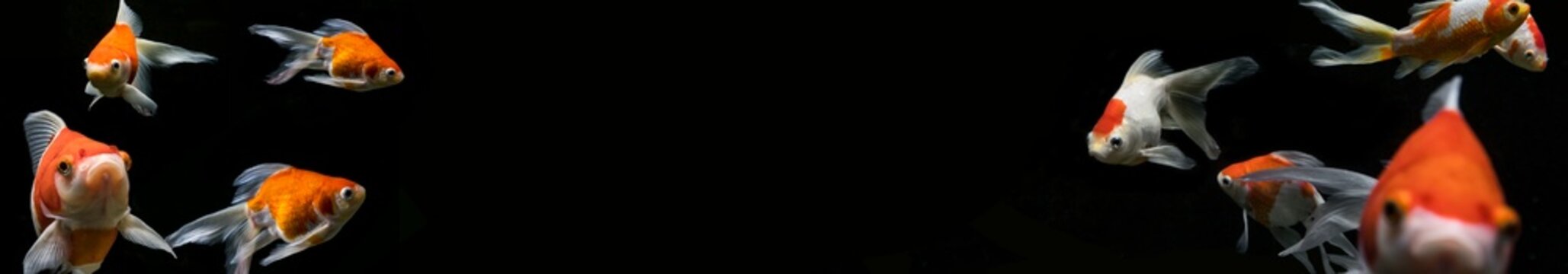 background image of Japanese ornamental fish in the corners of the image. panorama format. black background. kingyo