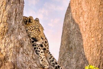 Focus on the face of a well camouflaged leopard (Panthera pardus) in Botswana keeping an eye on its surroundings while resting in a tree during the day. - obrazy, fototapety, plakaty