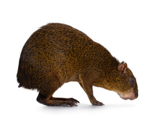 Agouti aka Dasyprocta standing side ways. Looking and sniffing to floor. Isolated on a white background.