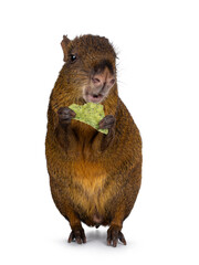 Agouti aka Dasyprocta standing facing front on hind paws eating. Looking towards camera. Isolated...