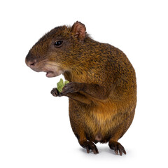 Agouti aka Dasyprocta standing facing front on hind paws eating. Looking side aways and away from camera. Isolated on a white background.