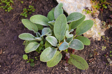 Chistets woolly. Green leaves. Close-up. Selective focus. Copyspace