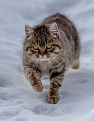 Fototapeta premium A cat walks in the snow