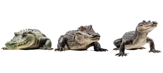 Fototapeten reptile alligator illustration dangerous wild, gator wildlife, predator danger reptile alligator © sevector
