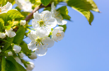 Flowers on a cherry tree on a background of blue sky.