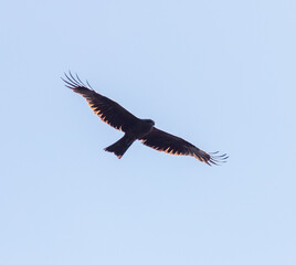 Eagle in flight and against the sky