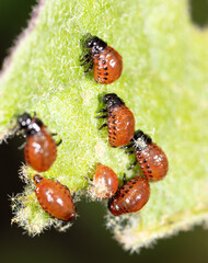 Red larvae of the Colorado potato beetle on green potato leaves. Macro