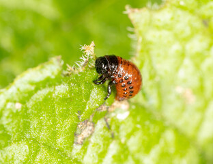 Red larvae of the Colorado potato beetle on green potato leaves. Macro