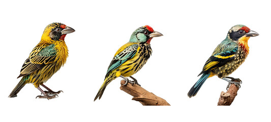 avian arnauds barbet illustration feathers vertebrate, endemic aves, keratin omnivorous avian arnauds barbet