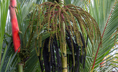 Inflorescence of a Sealing Wax Palm