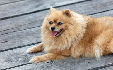 Portrait of a dog on a wooden bridge