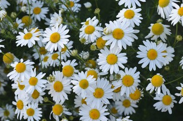 Many daisies bloom in the summer meadow. Natural background. white chamomile