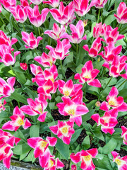 Skagit Valley Tulip Festival