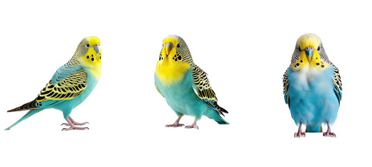 budgerigar budgerigars parakeet illustration animal bird, yellow wildlife, green blue budgerigar budgerigars parakeet - obrazy, fototapety, plakaty