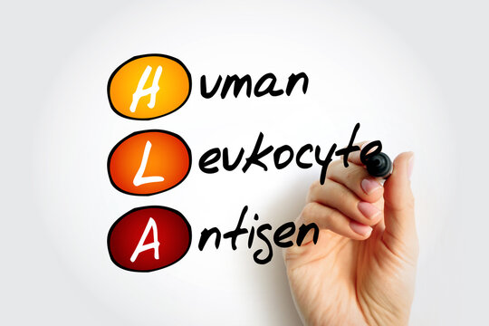 HLA Human Leukocyte Antigen - complex of genes on chromosome 6 in humans which encode cell-surface proteins, acronym text concept background
