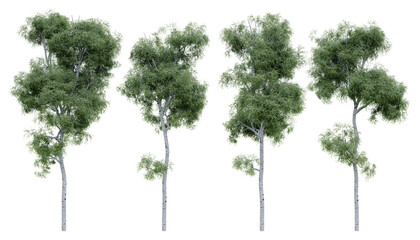 Birch tree on isolated background. 3d rendering of forest scape objects.