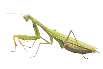 Mantis green isolated on white background.