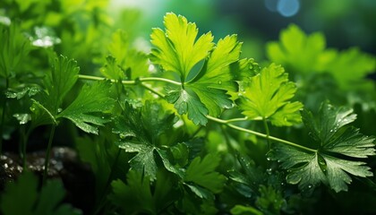Fototapeta na wymiar Fresh Italian parsley. 