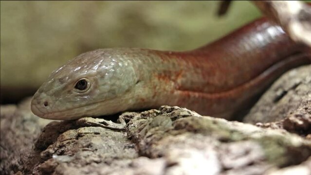 European glass lizard - Pseudopus apodus