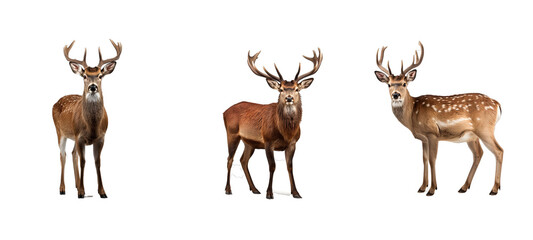 Naklejka na ściany i meble stag deer illustration wild wildlife, nature antler, doe male stag deer