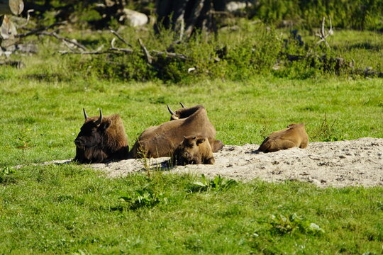 The European bison (Bison bonasus) or the European wood bison, also known as the wisent the zubr or sometimes colloquially as the European buffalo, is a European species of bison. Bovidae family. © guentermanaus