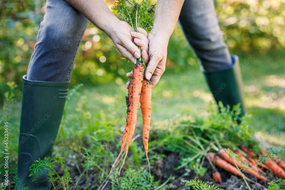 Wall mural woman harvesting fresh carrot from vegetable garden. homegrown produce and organic gardening