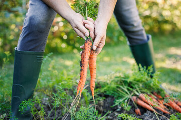Woman harvesting fresh carrot from vegetable garden. Homegrown produce and organic gardening - obrazy, fototapety, plakaty