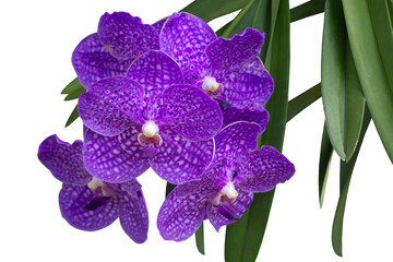 Purple Orchid Vanda flower bloom in the vertical garden isolated on white background included clipping path.