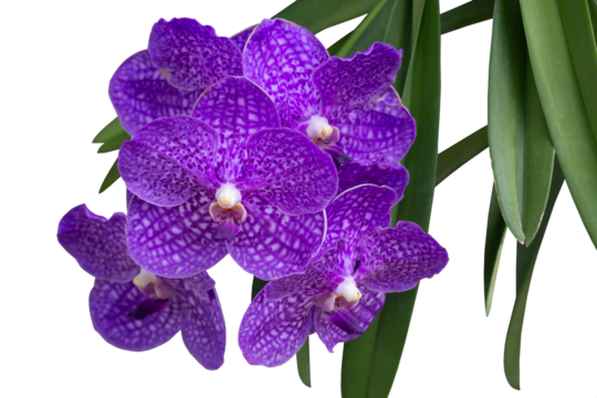 Purple Orchid Vanda flower bloom in the vertical garden isolated on white background included clipping path.
