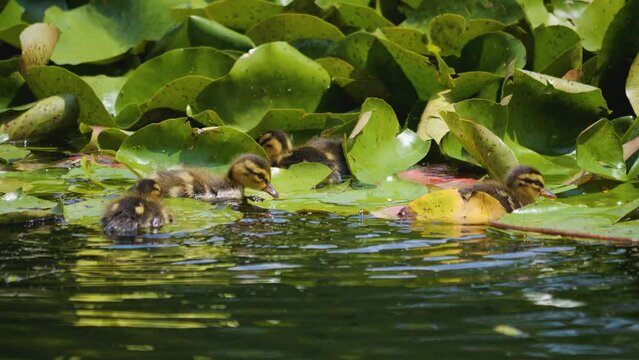 Baby ducks swimming around on a sunny day in summer  with their mother