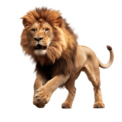 majestic african lion running towards camera, isolated on transparent png background, generative ai - obrazy, fototapety, plakaty