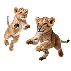 cute african lion cubs jumping towards camera, isolated on transparent png background, generative ai