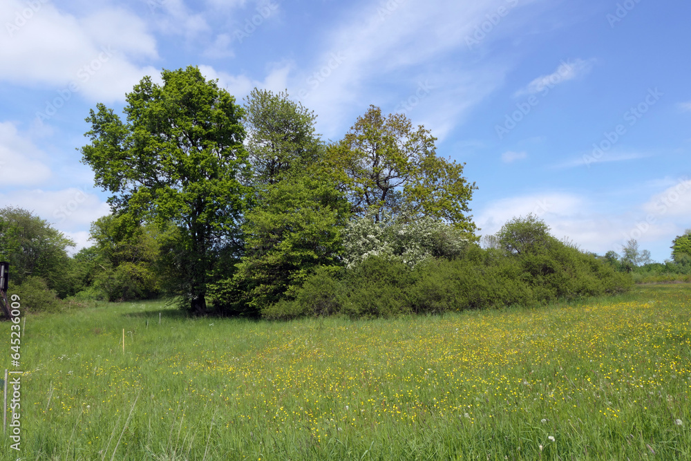 Poster wiese bei berzhahn im westerwald