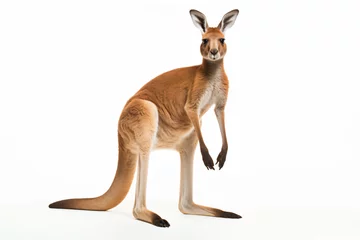 Poster a kangaroo standing on its hind legs © illustrativeinfinity