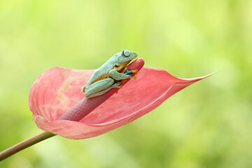 Naklejka premium frog, flying frog, sleeping, flower, a cute frog on a red flower