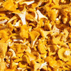 Golden chanterelles mushrooms cutted top view