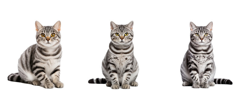 purebred ican shorthair illustration feline domestic, cat canned, food cat purebred ican shorthair