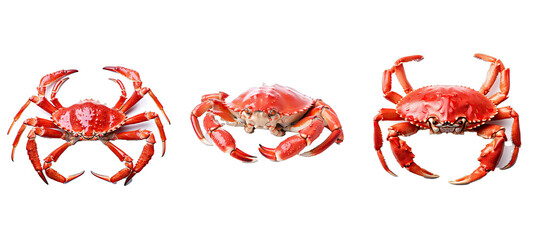 sea king crab illustration delicious boiled, legs meal, cuisine fish sea king crab - obrazy, fototapety, plakaty