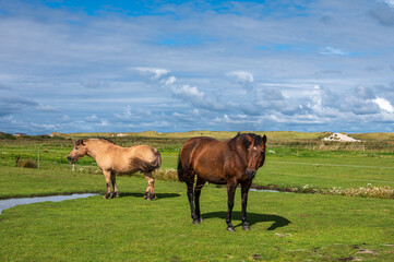 Pferde auf einer Koppel am Deich in Norddorf auf der Insel Amrum