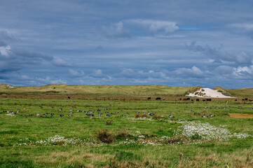 Obraz premium Landschaft Salzwiesen am Amrumer Deich mit Kanadagänsen