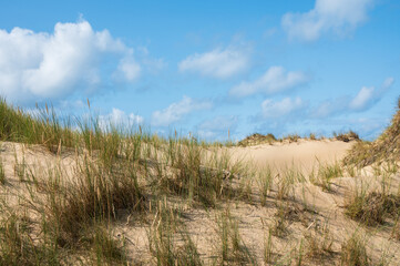 Fototapeta premium Dünenlandschaft feiner Sand und Strandhafer vor blauem Himmel als Hintergrund