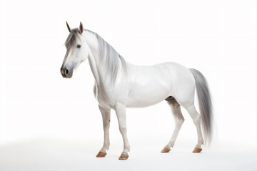 Obraz na płótnie Canvas a white horse standing in a white room