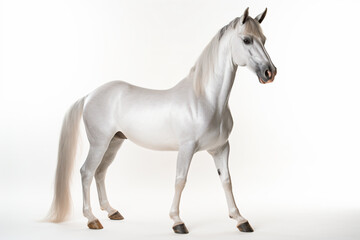 Obraz na płótnie Canvas a white horse standing on a white surface